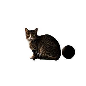A Curious Tabby Cat Sits On A Cobblestone Street In Front Of A Blurred Background. 13592 - Cat PNG image with transparent background
